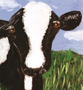 Black white Cow